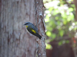 Eastern Yellow Robin