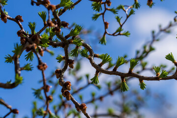 European larch during the appearance of the first needles in spring