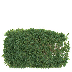 3D rendering illustration of a portion of a garden hedge