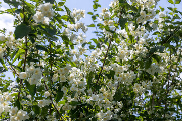 blooming white flowers jasmine bush in the spring season