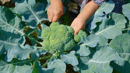 hands cut broccoli from the garden and hold in their hands