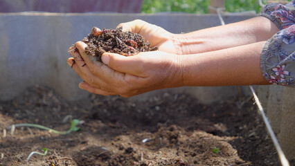 Hands holding worms with earth farmer shows in his hands a group of earthworms production of vermicompost from household food waste
