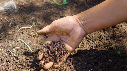 Hands holding worms with earth farmer shows in his hands a group of earthworms production of vermicompost from household food waste