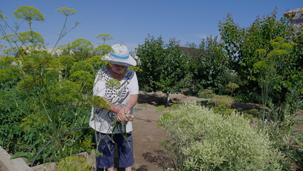Woman picking garlic from the garden