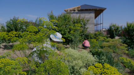 Woman picking garlic from the garden