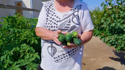 Woman picking cucumbers from the garden