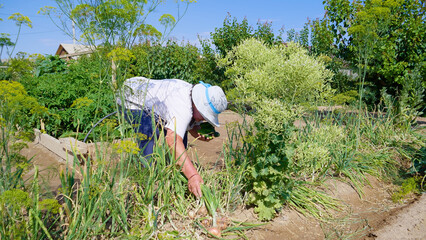 Woman picking garlic from the garden