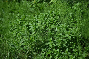 Mint. Lamiaceae perennial herb, native to the Eurasian continent. It is used to flavor dishes and sweets, as well as deodorizing, insect repellent, and herbal medicine.
