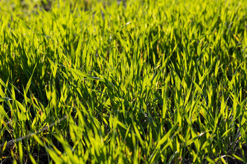 Green grass with a lot of damage and defects