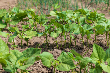 young small bean plants in the field, growing beans