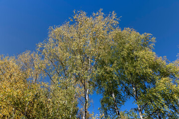 sunny autumn weather in the birch forest