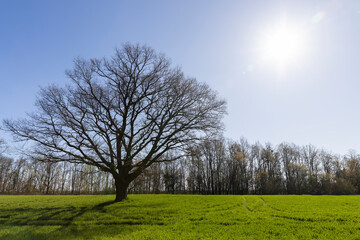 Fototapeta na wymiar lonely growing oak without foliage in sunny weather