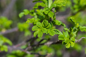 green foliage on a rosehip bush in spring