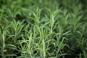 Fresh rosemary organic herb. Rosmarinus officinalis.