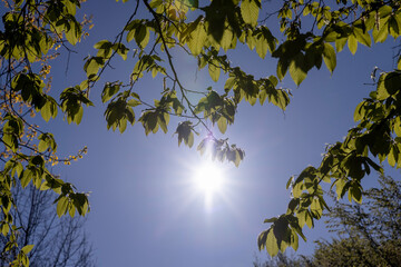 beautiful green foliage of hornbeam trees in sunny weather