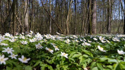 the first spring flowers of anemone are white in a mixed forest