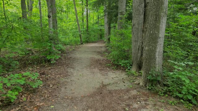 A summer day hike through an urban forest along a naturalized trail. The environment is a healthy lush leafy green variety of deciduous trees. The location is Stafford Woods in Brampton, Ontario.