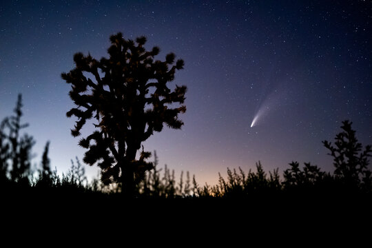 silhouette of a joshua tree with comet in sky