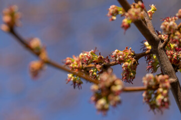 green foliage and maple flowers on trees in the spring season