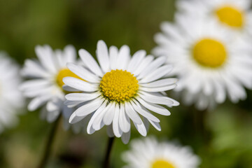 beautiful spring daisies in the green grass