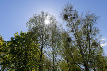 deciduous trees in the spring season in sunny weather
