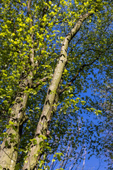 Fototapeta premium green foliage on hornbeam tree in spring bloom