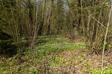 fading white small flowers anemone in the forest