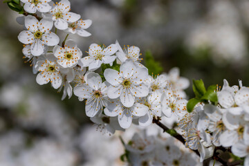 cherry in the orchard blooms with white flowers