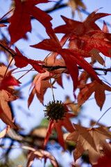 Red autumn leaves and blue sky. Retiro Park in Madrid, Spain.