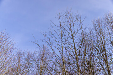 Bare trees in sunny spring weather, bare deciduous trees