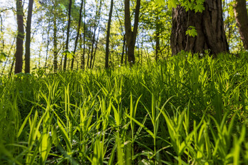 young foliage on deciduous trees in the forest in the spring season