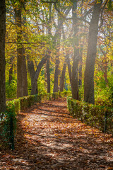 Autumn landscape with a path in Retiro park in Madrid, Spain.