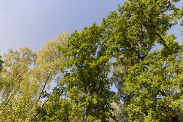 mixed forest with trees of different species in the summer season