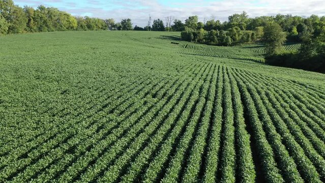Aerial Video of Soybean Farming Field in Kentucky: Stunning Views of Lush Green Summer Crops