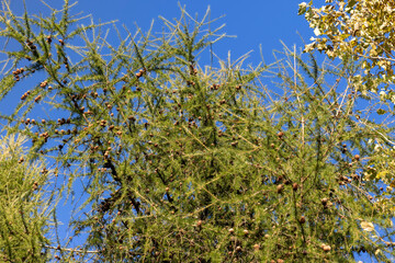Spruce branches with green needles in sunny weather
