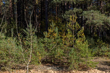 Coniferous pine tree with long needles