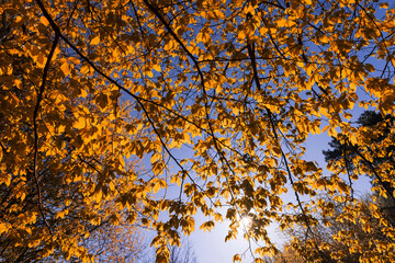 orange foliage of hornbeam trees in sunny weather