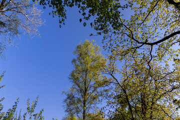 birches with new foliage in the spring season