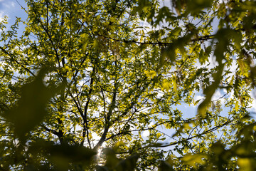 oak foliage and flowers in the spring season