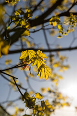 green foliage on a maple tree in spring bloom