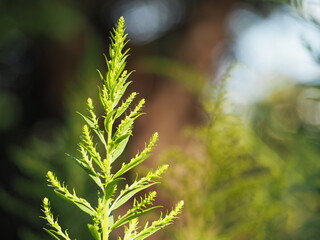 帰化植物　セイタカアワダチソウ