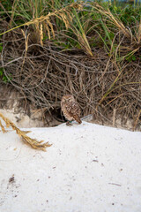 brown and white owl in florida beach standing on nest