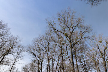 Branches of deciduous trees in the park in spring sunny weather