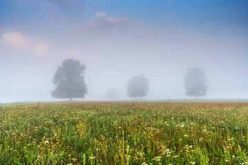 Foggy morning in green pasture with tall grass, wildflowers, and trees