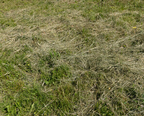 harvesting and drying hay grass for use in winter