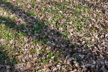 old foliage fallen in autumn and lying on the ground until spring