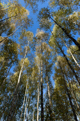 Autumn forest with a large number of birch trees