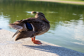 Female Mallard Duck Near Pond