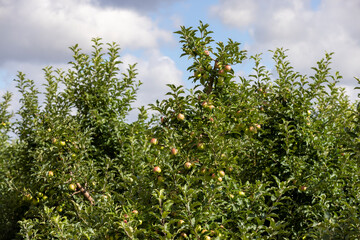 Fototapeta na wymiar Apple orchard with a mature harvest of green apples