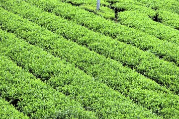 福岡県八女市の茶畑風景